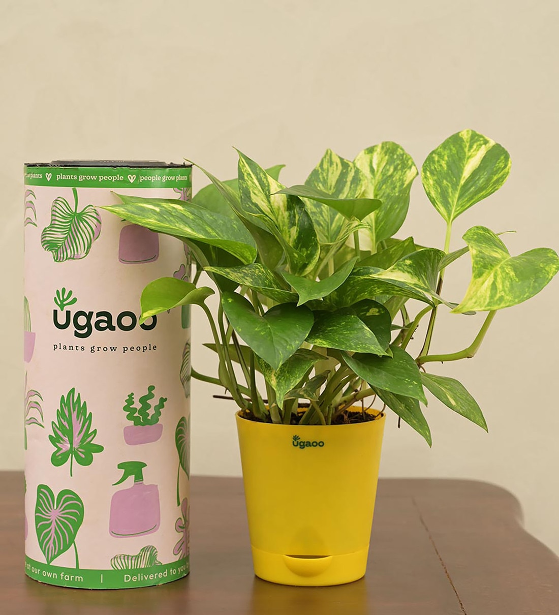 Money Plant With Yellow Self Watering Pot,Share By Ugaoo