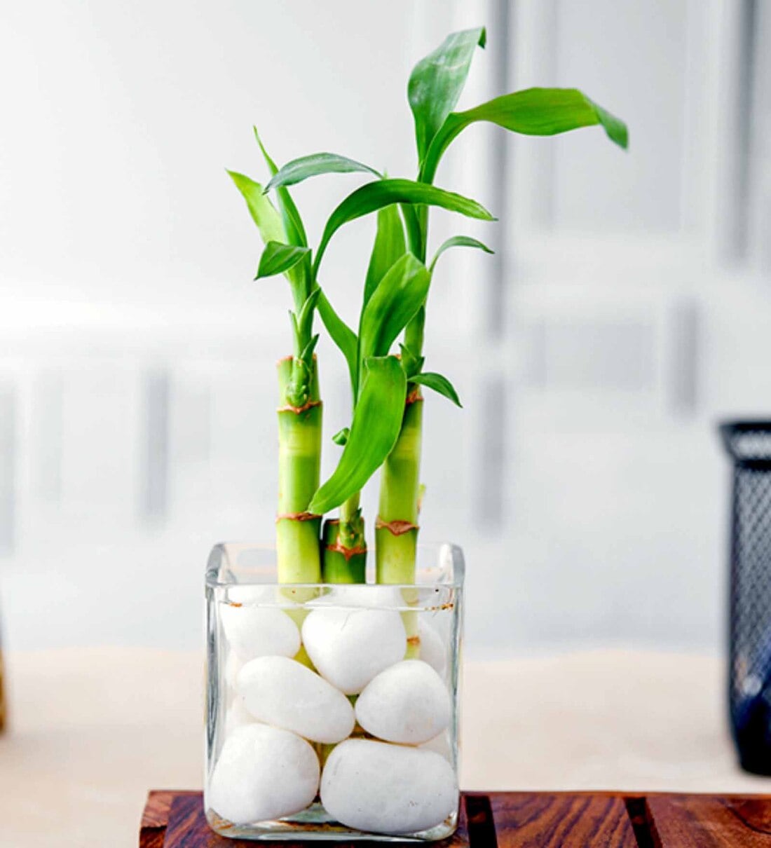 Lucky Bamboo Emelia Natural Plant,Share By Nurserylive