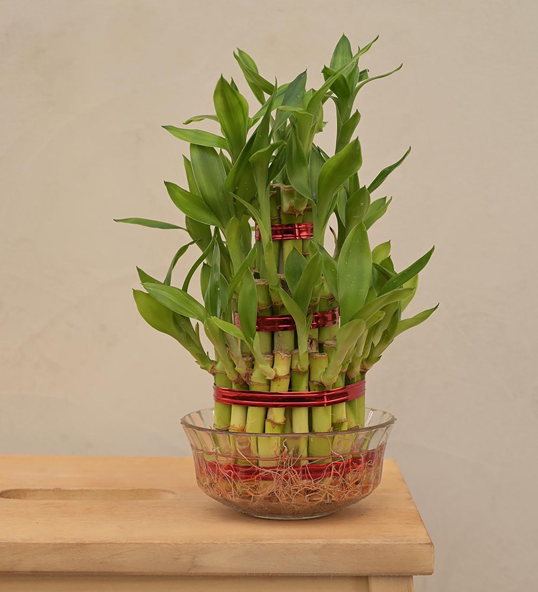 Lucky Bamboo 3 Layer Natural Plant In Green Self Watering Plastic Pot,Share By Ugaoo