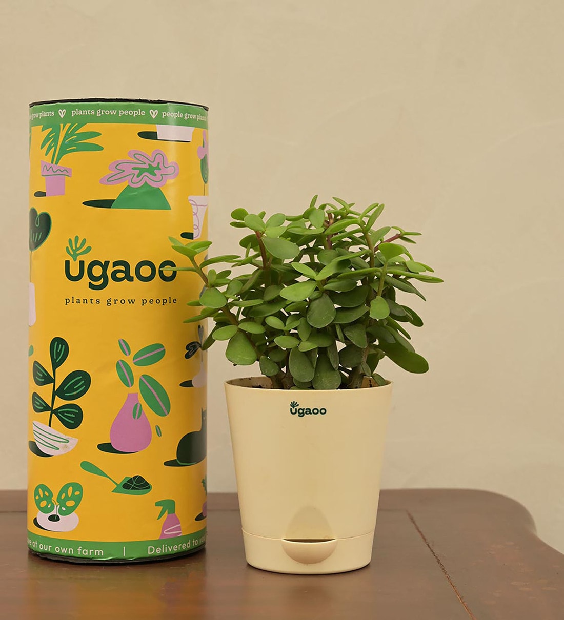 Jade Mini Natural Plant In White Self Watering Plastic Pot,Share By Ugaoo