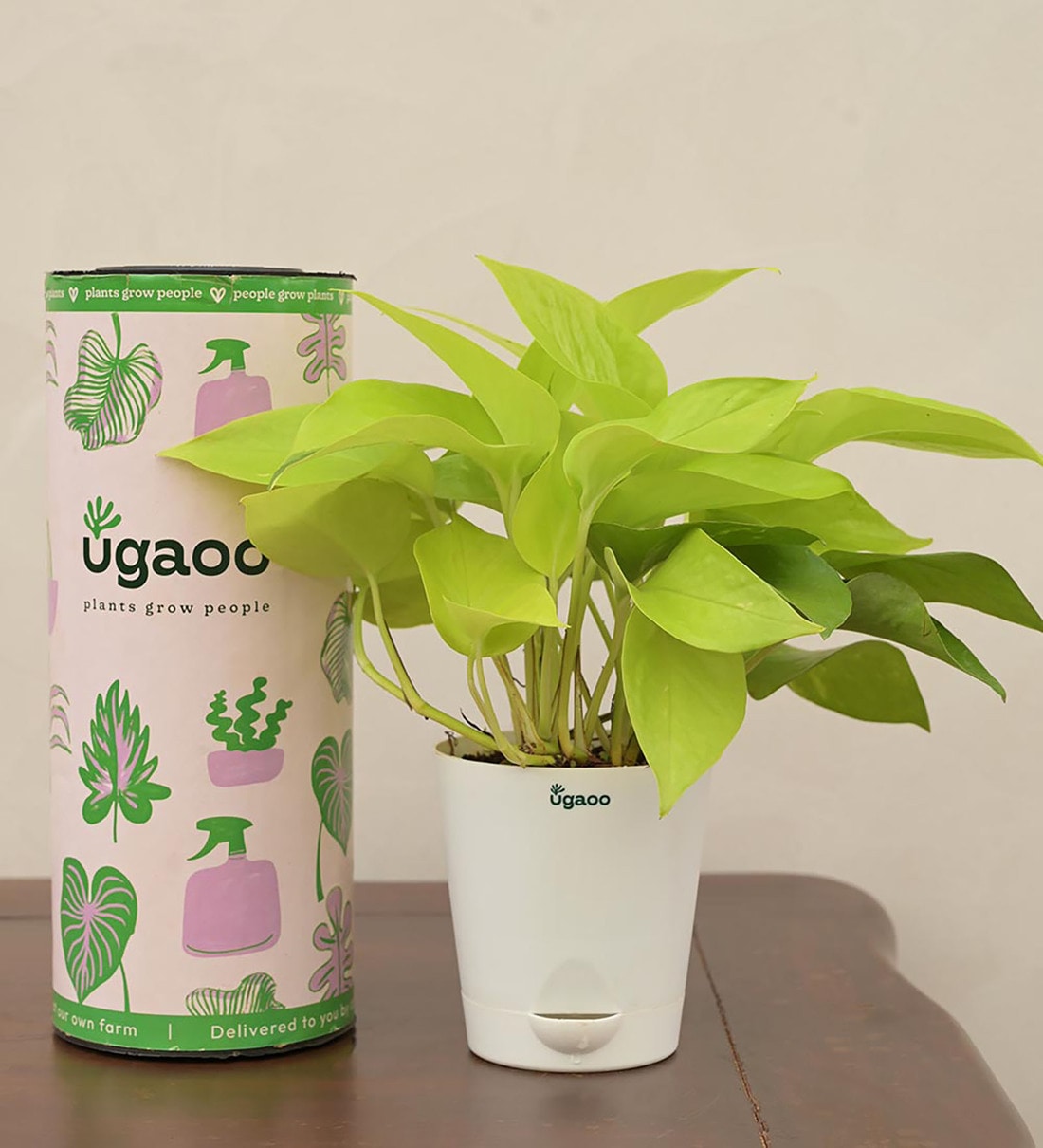 Money Golden Natural Plant In White Self Watering Plastic Pot,Share By Ugaoo