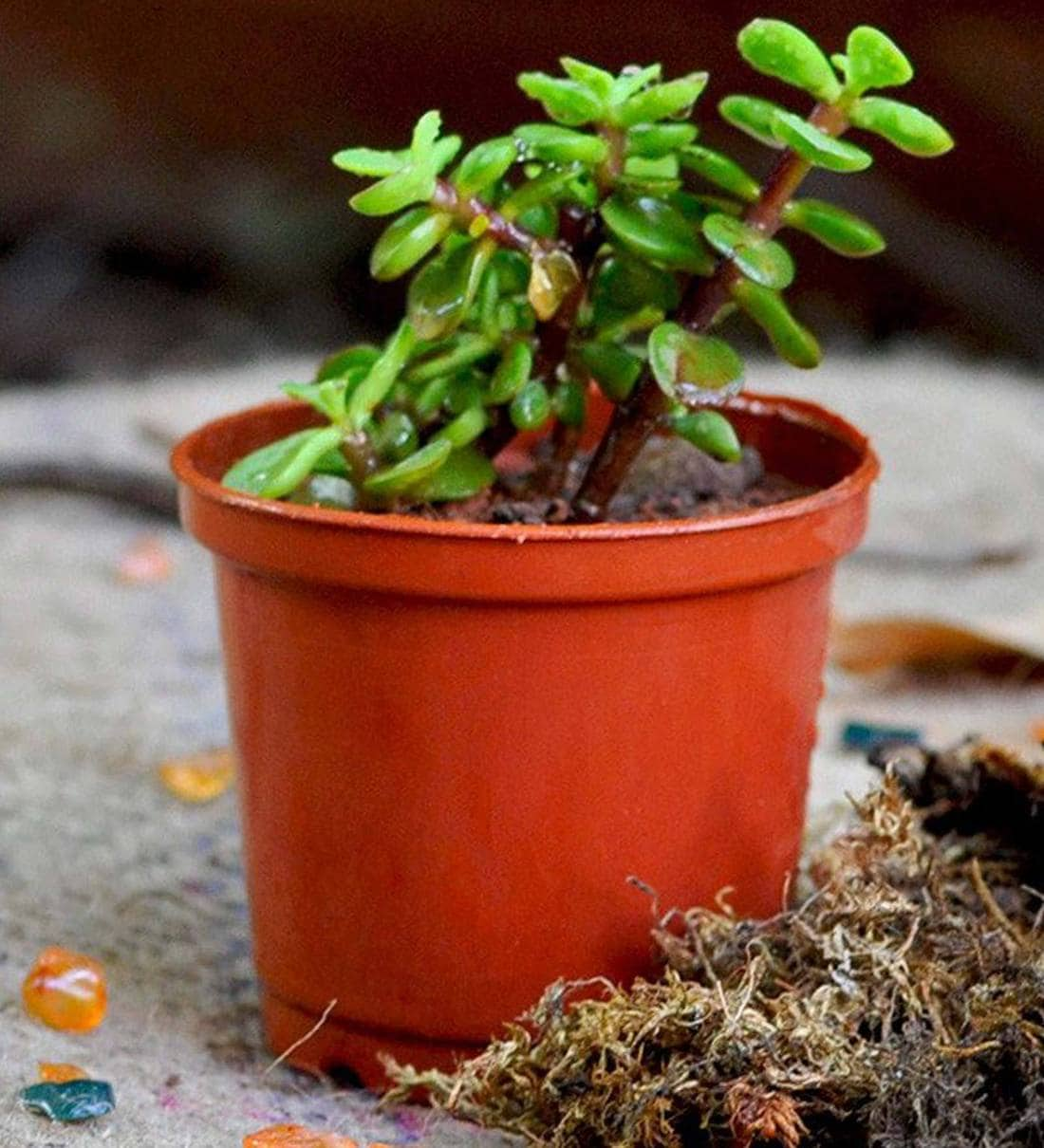 Green Lucky Dwarf Jade Live Plant Succulent With Pot,Share By myBageecha