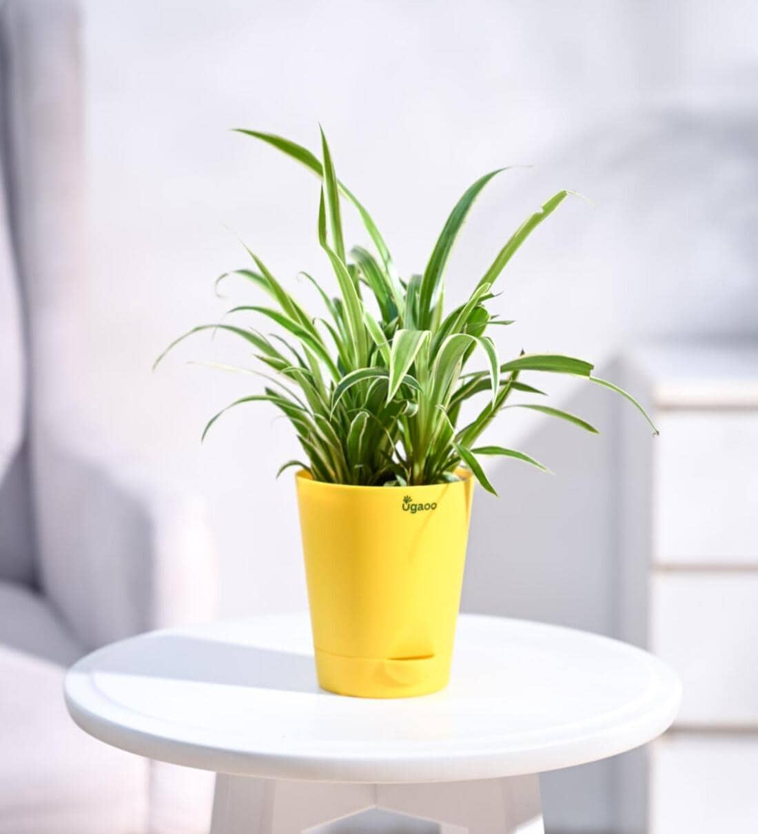 Spider Natural Plant In Yellow Self Watering Plastic Pot,Share By Ugaoo