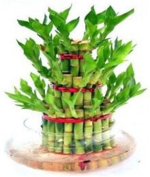 Green plant indoor 3 Layer Lucky Bamboo Bonsai Plant/ Bonsai Tree/ Bamboo Tree